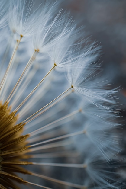 Primo piano del seme del fiore del dente di leone in primavera