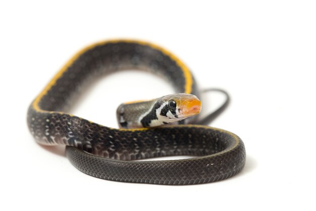 Primo piano del serpente di ratto di rame nero