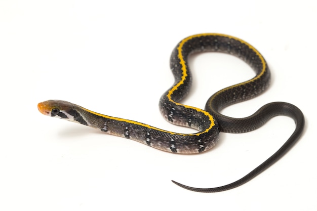 Primo piano del serpente di ratto di rame nero