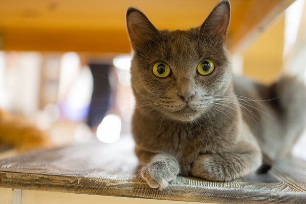 Primo piano del simpatico gatto domestico felis catus rilassante al coperto a casa seduto sul tavolo.