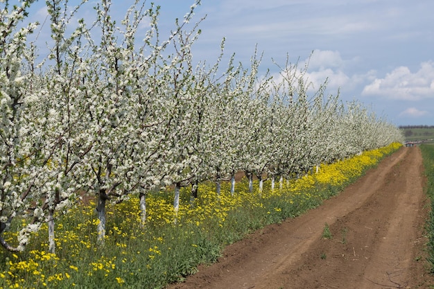 Primo piano del susino in fiore Fiori bianchi primaverili