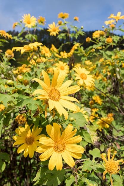 Primo piano del tagete di albero (girasole messicano).