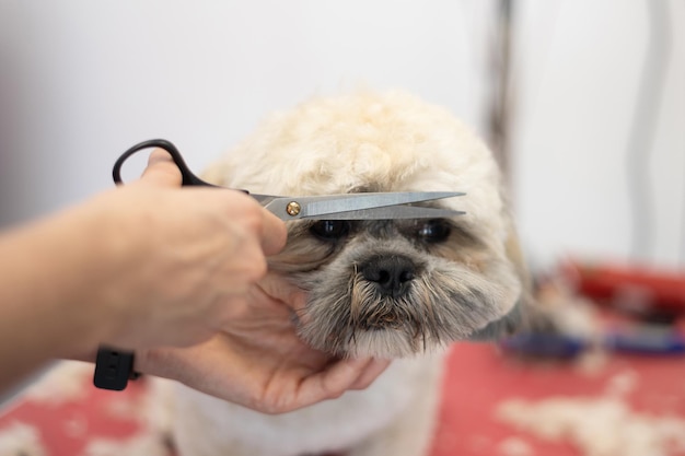 Primo piano del toelettatore di cani che esegue il taglio di capelli alla razza di cane shih tzu