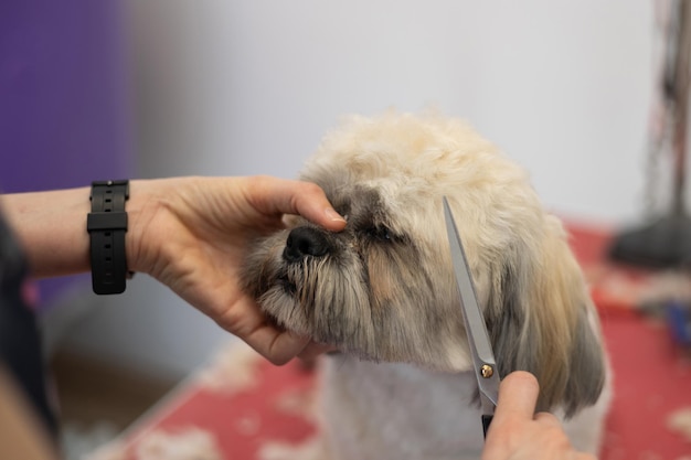 Primo piano del toelettatore di cani che esegue il taglio di capelli alla razza di cane shih tzu