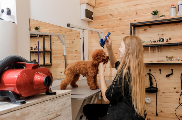 Primo piano del toelettatore femminile irriconoscibile che spazzola i capelli del cane barboncino Teacup con il pettine dopo il bagno al salone di toelettatura Parrucchiere per animali domestici che fa acconciatura nella clinica termale veterinaria