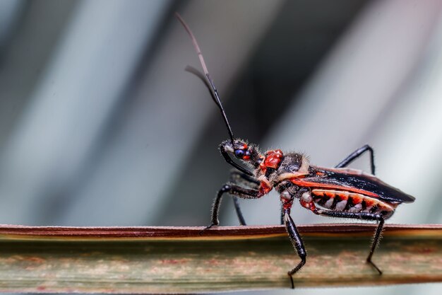 Primo piano del tonchio su una foglia. un insetto coleottero giallo con il nome latino curculionoidea.