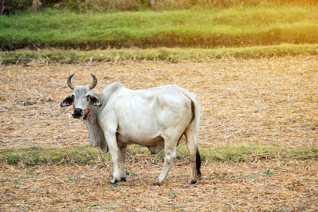 Primo piano del toro, mucca nella fattoria