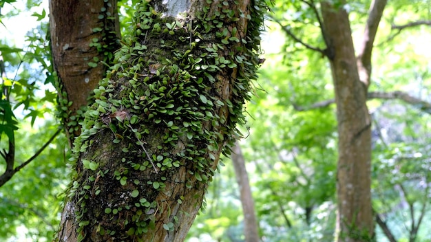 Primo piano del tronco d'albero con sfondo forestale, struttura in legno naturale.