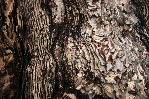 Primo piano del tronco d'albero