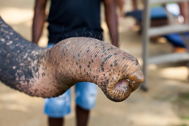 Primo piano del tronco dell'elefante