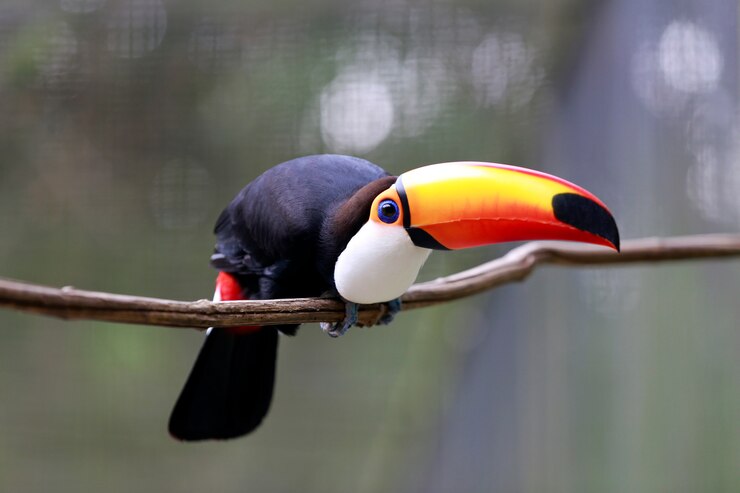 Foto primo piano del tucano toco