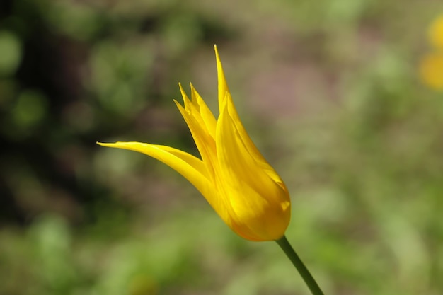 primo piano del tulipano giallo su uno sfondo verde morbido sfocato naturale