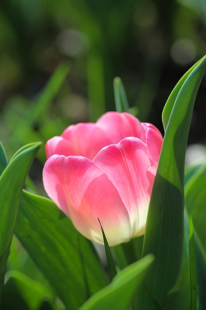 Primo piano del tulipano rosa con bokeh