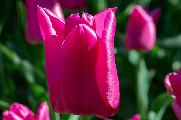 Primo piano del tulipano viola Bel fiore di primavera nel giardino