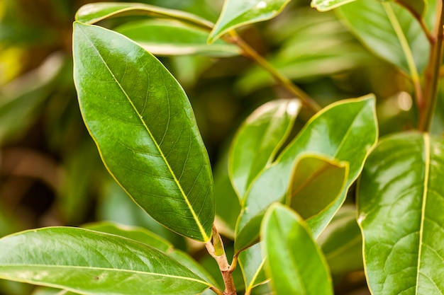 Primo piano del vibrante fogliame di magnolia che mostra le intricate trame della natura