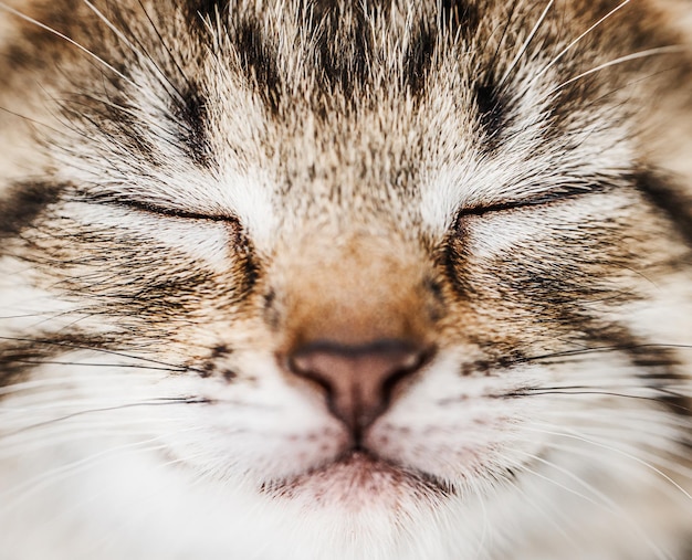 Primo piano del viso del gattino a strisce addormentato Piccolo gatto tigre