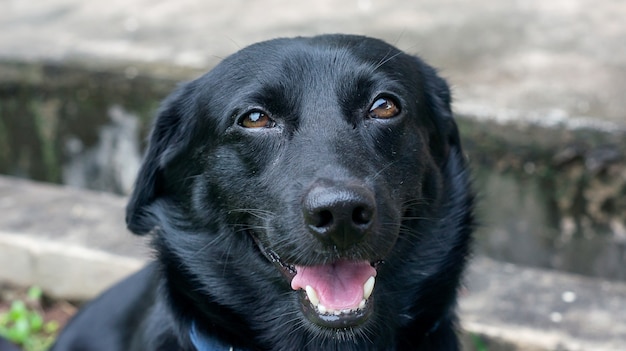 Primo piano del volto del cane nero.