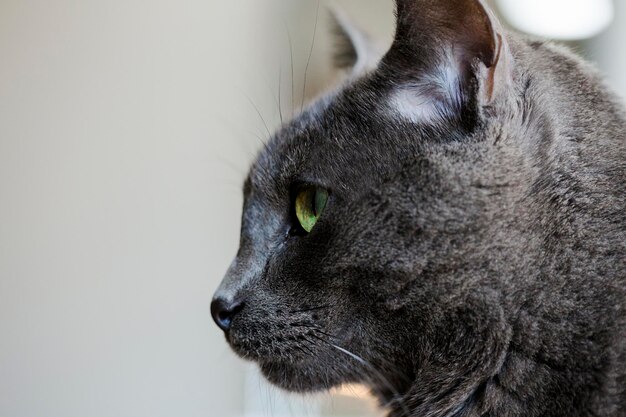 Primo piano del volto di gatto nel profilo Gatto grigio con gli occhi verdi