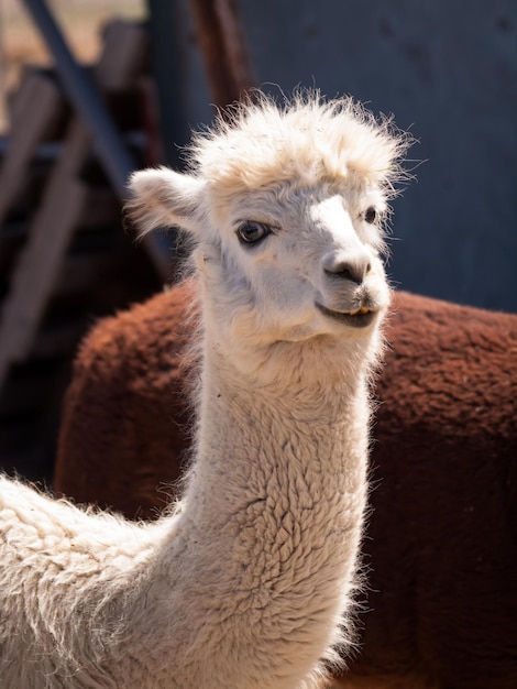 Primo piano del volto di un'alpaca bianca.