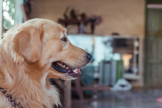 Primo piano del volto di un golden retriever.