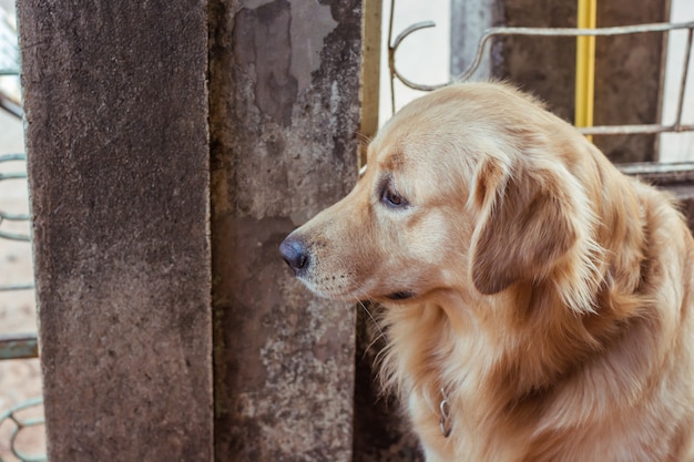 Primo piano del volto di un golden retriever.