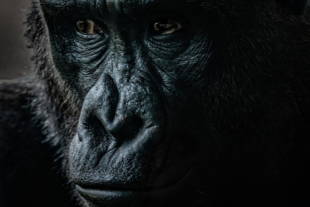 Primo piano del volto di un gorilla allo zoo di Filadelfia