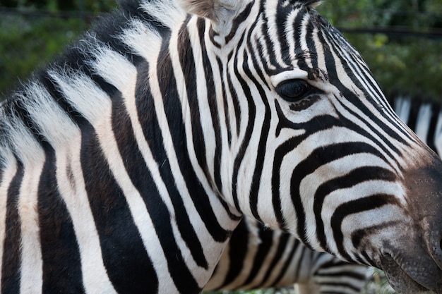 Primo piano del volto di una zebra