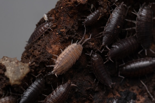 Primo piano del woodlice nel loro habitat naturale Isopods Porcellionide Sexfascitus