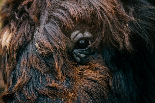 Primo piano del yak tibetano simile a pelliccia