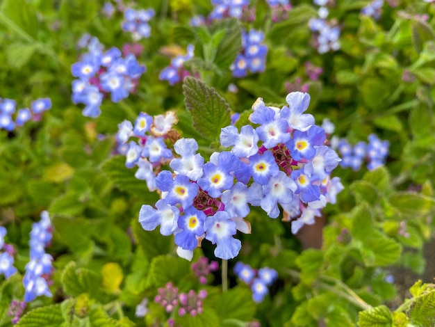 Primo piano delicati fiori blu durante la stagione primaverile