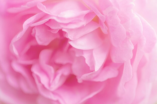 Primo piano delicato dei fiori delle rose rosa. Petali rosa crema profumati