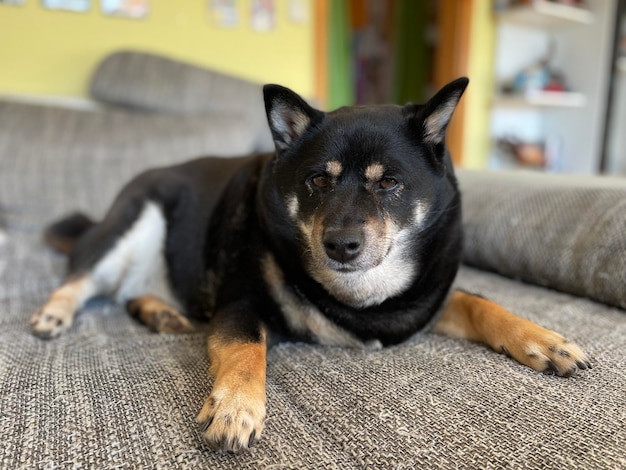 Primo piano dell'adorabile cane nero soffice Shiba Inu posa sul divano