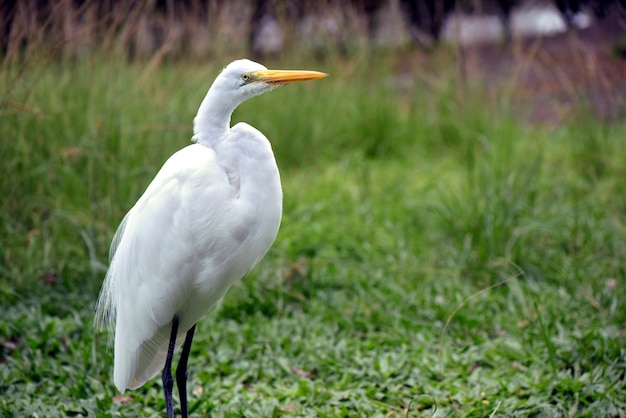 Primo piano dell'airone bianco nel suo habitat naturale