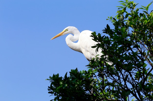 Primo piano dell'airone bianco nel suo habitat naturale