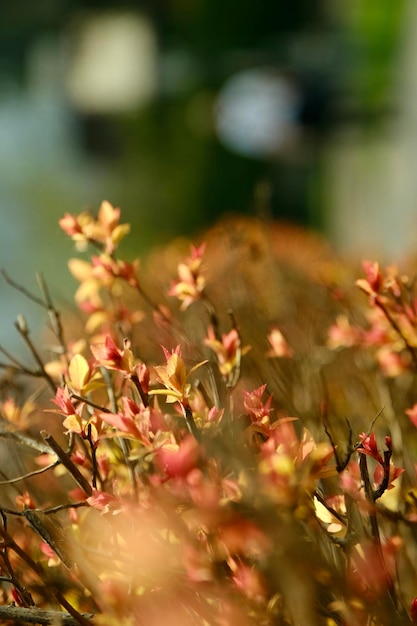 Primo piano dell'albero delle foglie rosse, arancioni e gialle