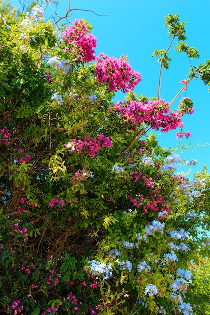 Primo piano dell'albero di bouganville e della pianta di Phlox