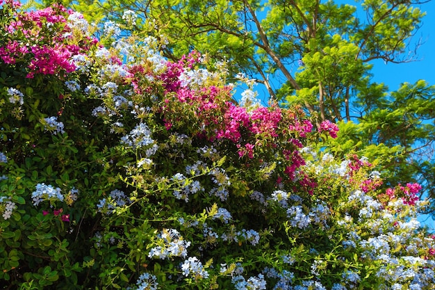 Primo piano dell'albero di bouganville e della pianta di Phlox