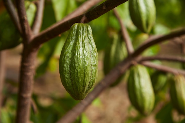 Primo piano dell'albero di cacao con frutti verdi I baccelli di cacao crescono sullo spazio della copia dell'albero per il testo