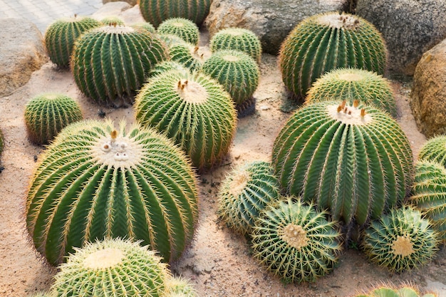 primo piano dell'albero di cactus