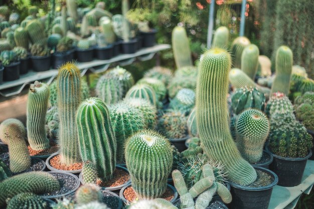 Primo piano dell&#39;albero di cactus