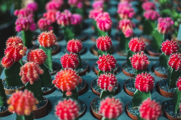 Primo piano dell&#39;albero di cactus