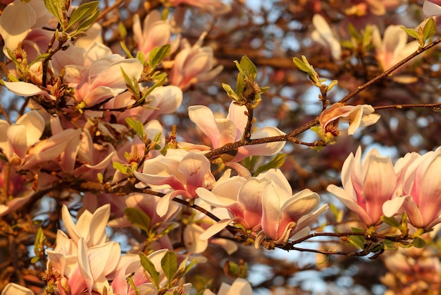 Primo piano dell'albero di magnolia rosa e bianco in fiore in primavera L'albero di magnolia fiorisce in primavera