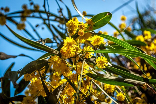 Primo piano dell'albero di mimosa fiorito