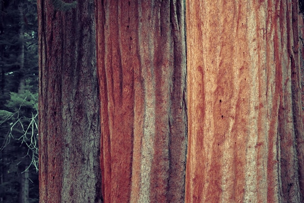 Primo piano dell'albero gigante nel parco nazionale di Sequoia