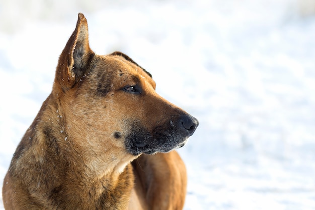 Primo piano dell'animale domestico del cane giallo su neve bianca all'aperto