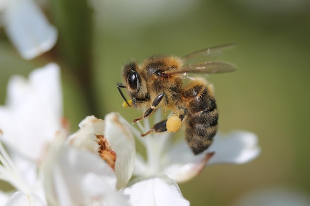 Primo piano dell'ape mellifera che impollina sul fiore bianco