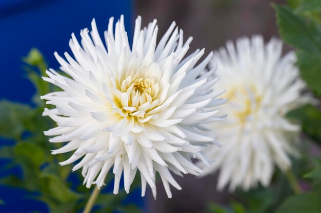 Primo piano dell'aster del fiore bianco su una priorità bassa verde