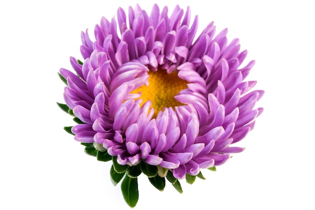 Primo piano dell'aster del fiore lilla su macrofotografia isolata fondo bianco