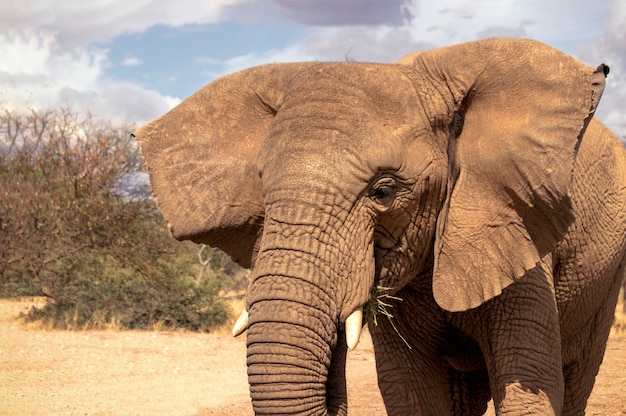 Primo piano dell'elefante africano di Bush nella prateria in una giornata di sole.