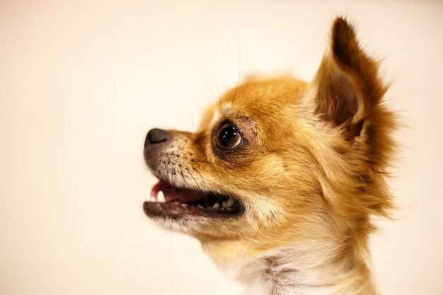 Primo piano dell&#39;emozione della chihuahua su fondo giallo pallido.